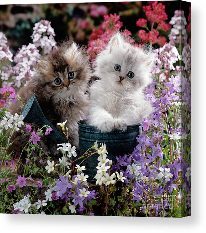 Fluffy Canvas Print featuring the photograph Watering Can do Cat by Warren Photographic