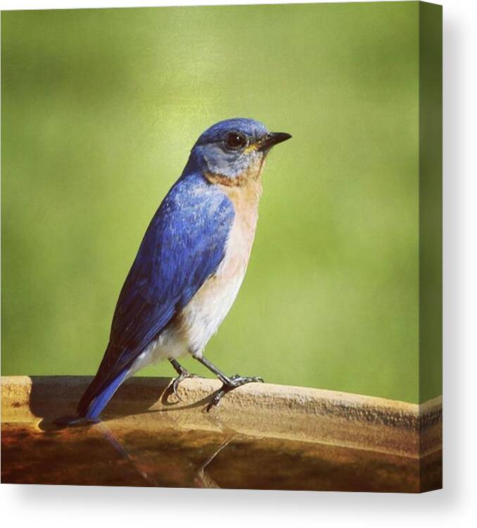 Ornithology Canvas Print featuring the photograph We Are Thrilled To Have Eastern by Hermes Fine Art
