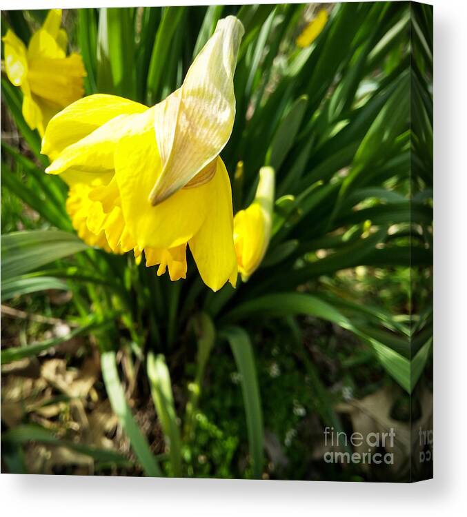 Daffodil Canvas Print featuring the photograph Welcome Spring by Robert Knight