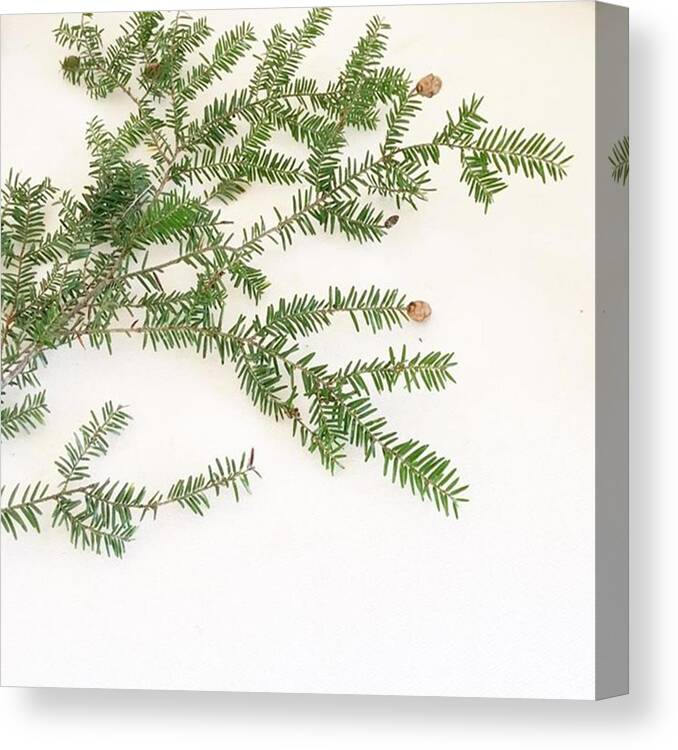 Bleachmyfilm Canvas Print featuring the photograph Went For A Hike And Found The Tiniest by E M I L Y B U R T O N