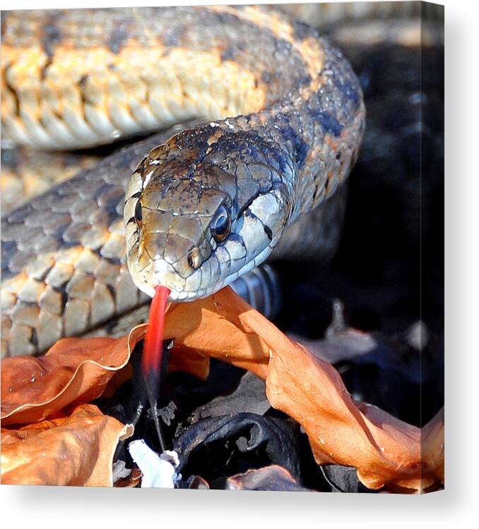 Garter Snake Canvas Print featuring the photograph Wandering Garter Snake by Carl Olsen
