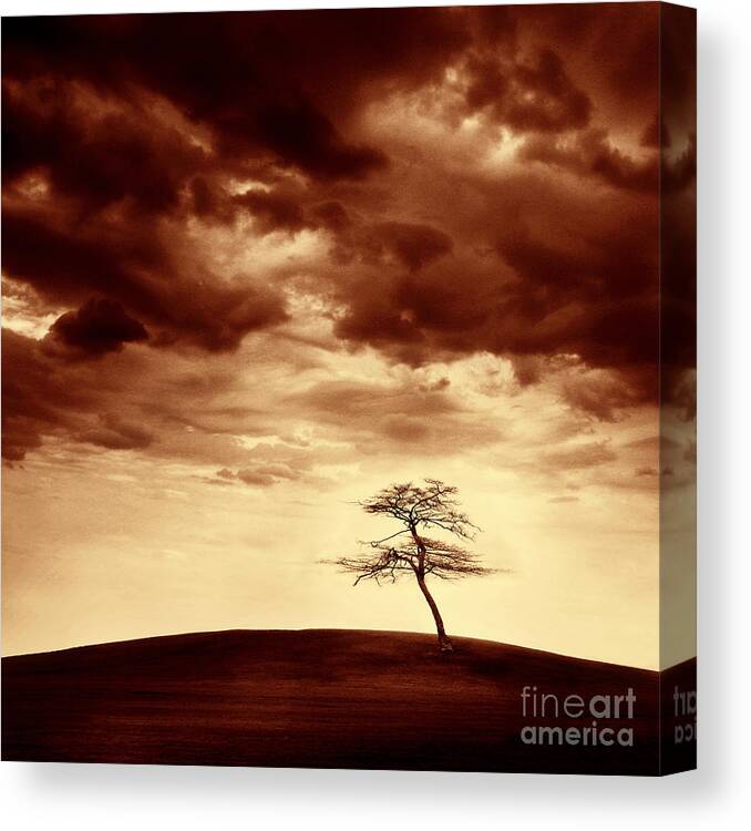 Tree Canvas Print featuring the photograph What Will be the Legacy by Dana DiPasquale