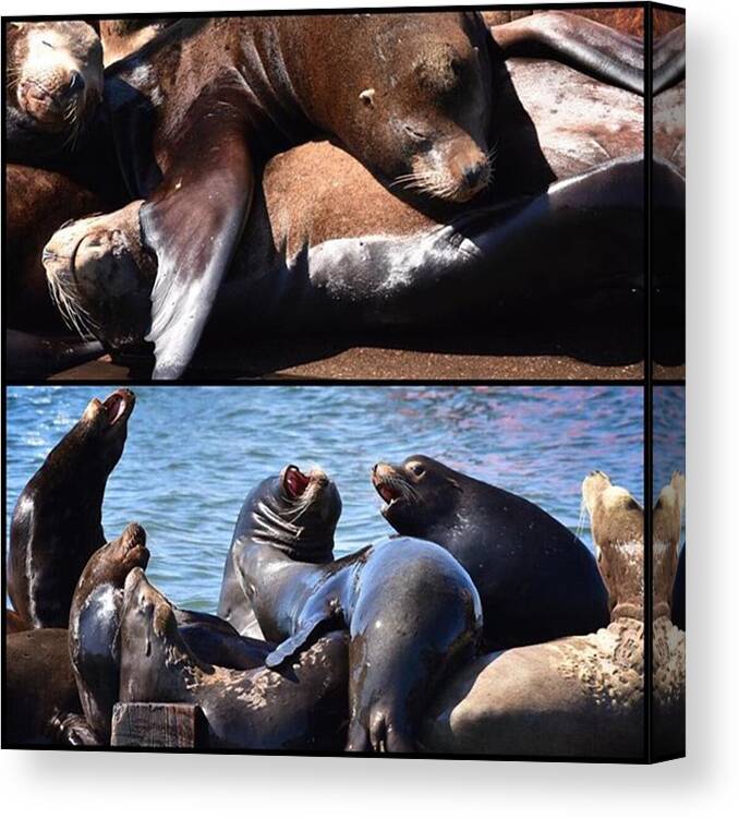 Pier Canvas Print featuring the photograph when Monday Morning Sneaks Up On by Peter Schmid
