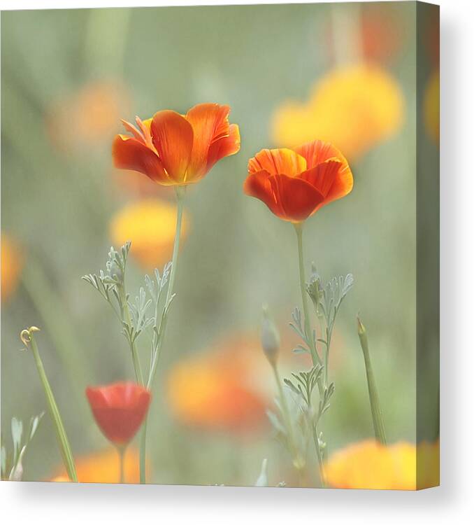 Orange Flower Canvas Print featuring the photograph Whimsical Summer by Kim Hojnacki
