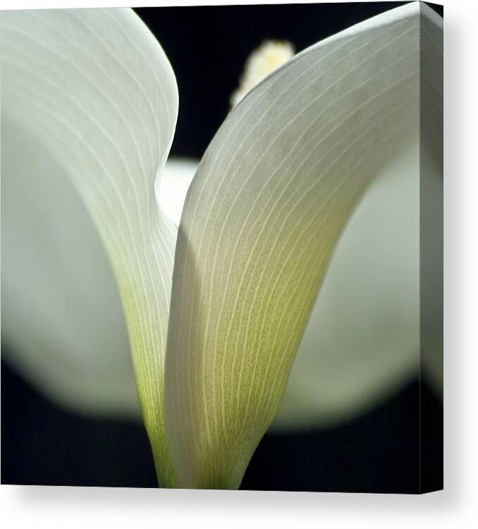 Calla Canvas Print featuring the photograph White Calla Lily by Heiko Koehrer-Wagner
