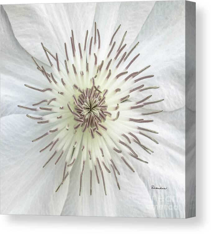 50121c Canvas Print featuring the photograph White Clematis Flower Macro 50121c by Ricardos Creations