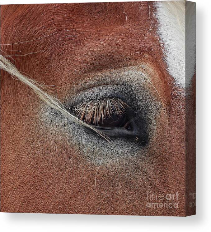 Horse Canvas Print featuring the photograph White Mane's Eye by Toma Caul