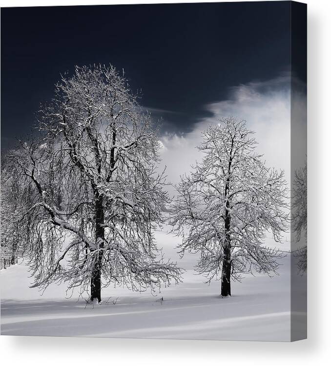 Trees Canvas Print featuring the pyrography White Nature by Philippe Sainte-Laudy