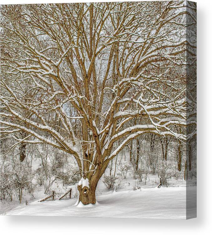 Landscape Canvas Print featuring the photograph White Oak in Snow by Joe Shrader