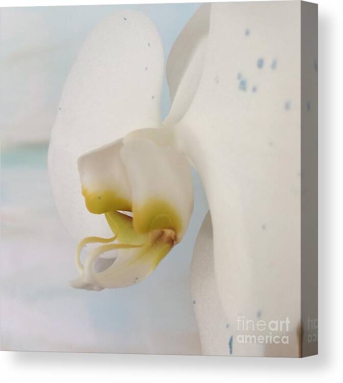 Orchid Canvas Print featuring the photograph White Orchid by Robin Pedrero