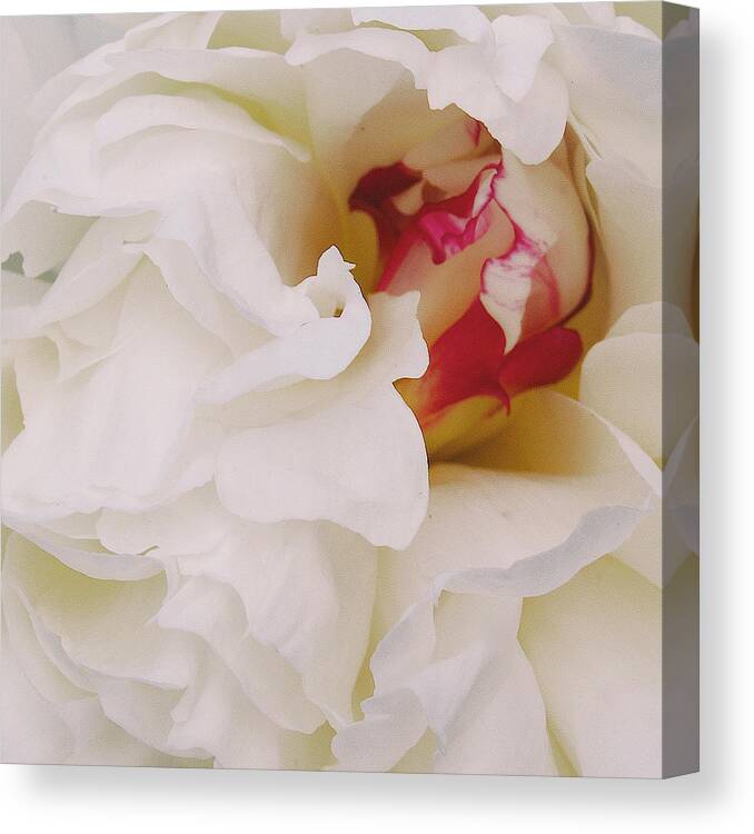 Peonies Canvas Print featuring the photograph White petals by Michael Peychich
