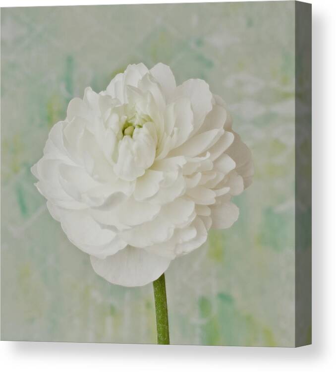 Ranunculus Canvas Print featuring the photograph White Ranunculus by Sandra Foster