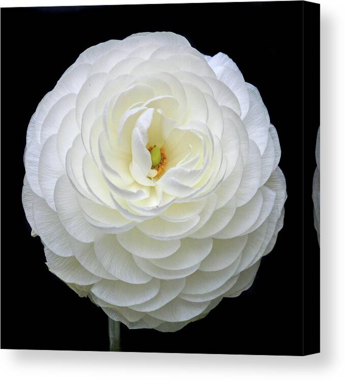 Ranunculus Canvas Print featuring the photograph White Ranunculus by Terence Davis