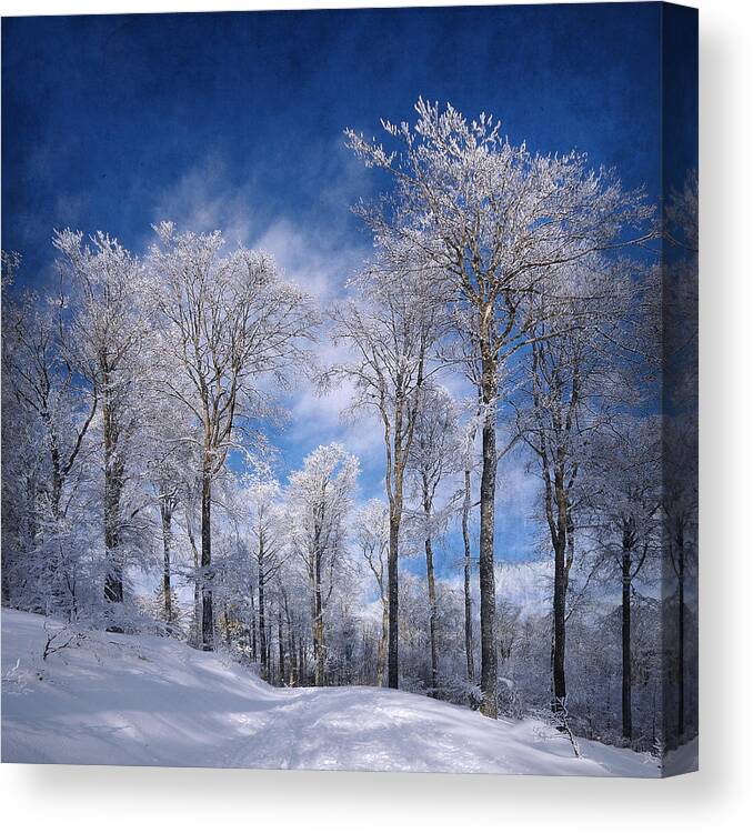 Trees Canvas Print featuring the photograph White Skin by Philippe Sainte-Laudy