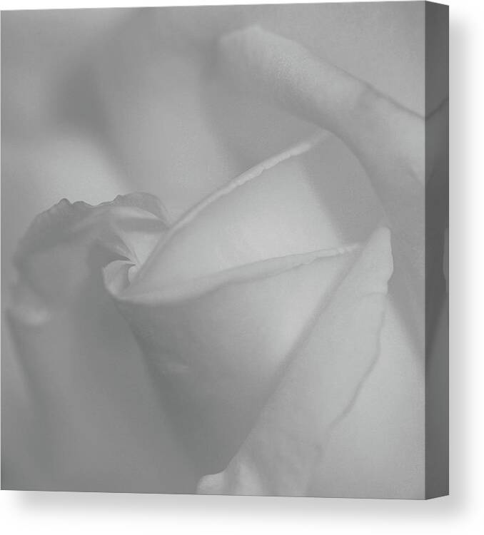 Garden Canvas Print featuring the photograph White Soft Rose by Twenty Forever