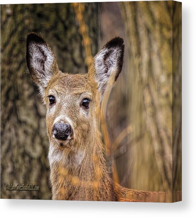 White-tailed Canvas Print featuring the photograph White Tailed Doe Eyed Deer by LeeAnn McLaneGoetz McLaneGoetzStudioLLCcom