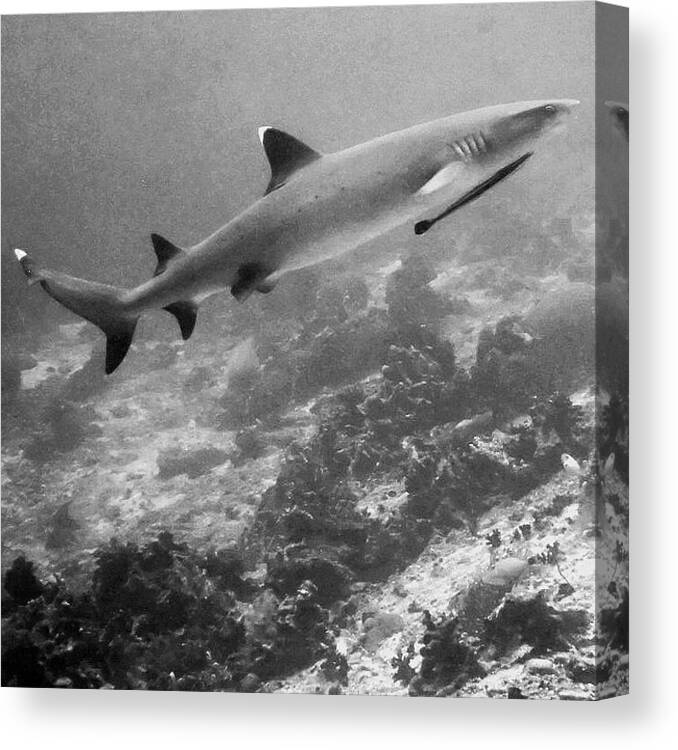 Shark Canvas Print featuring the photograph White tip reef shark by George G Esguerra