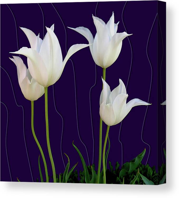 Tulips Canvas Print featuring the photograph White Tulips for a New Age by Tara Hutton