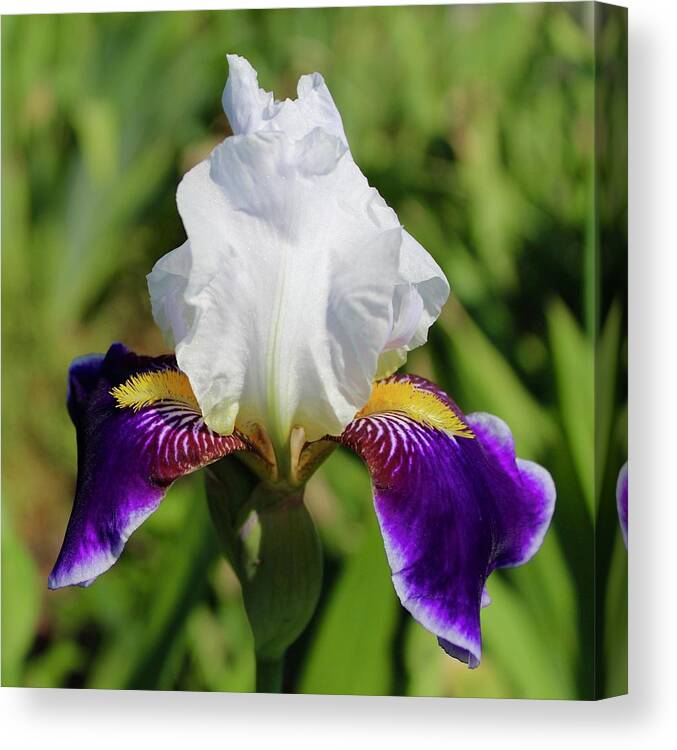 Photograph Canvas Print featuring the photograph White Violet Iris Invitation by M E