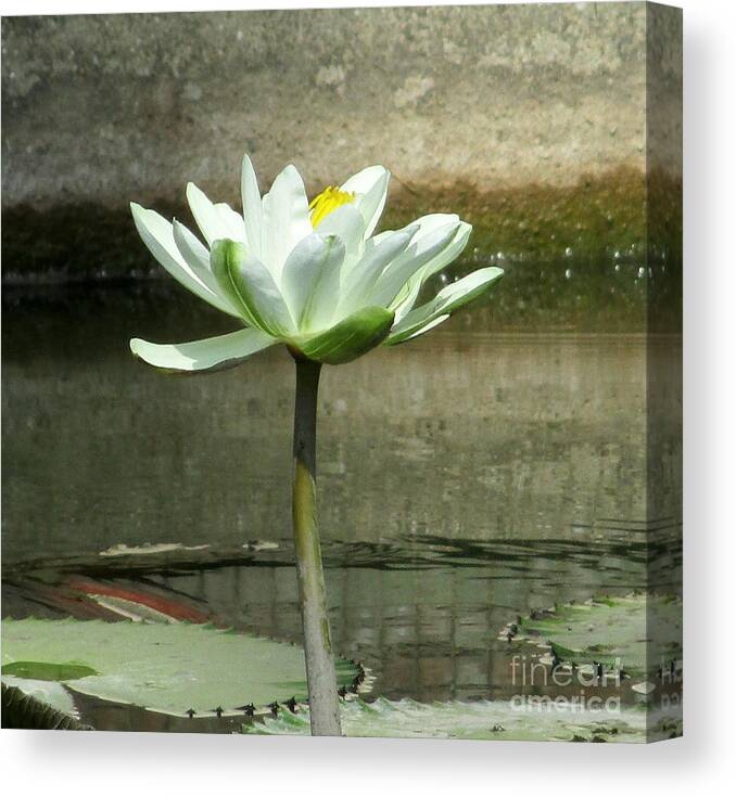 White Water Lilly Canvas Print featuring the photograph White Water Lily 2 by Randall Weidner