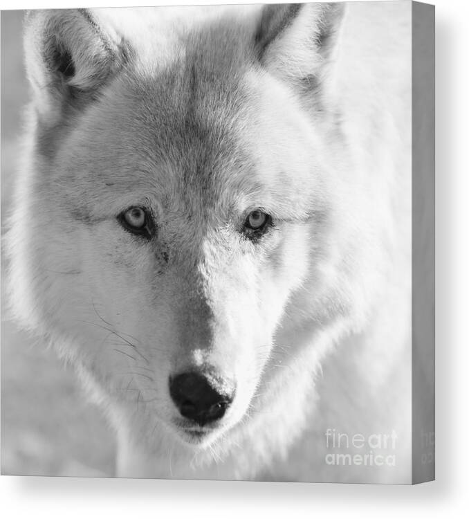 Wolf Canvas Print featuring the photograph White Wolf by Ana V Ramirez