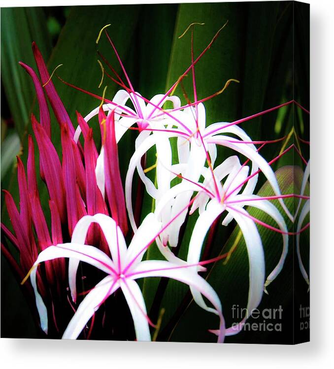 Flowers Canvas Print featuring the photograph Wild Flowers in Hawaii by D Davila