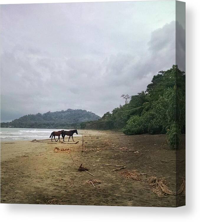 Wildhorses Canvas Print featuring the photograph Wild Horses. On The Beach. Yeah by Melissa Yosua-Davis