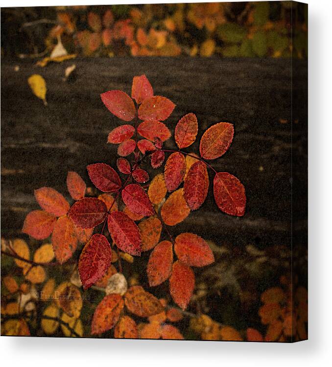 Plant Canvas Print featuring the photograph Wild Rose Leaves by Fred Denner