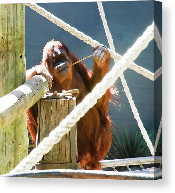 Orangutan Canvas Print featuring the photograph Willow Enjoyes Honey by Miroslava Jurcik