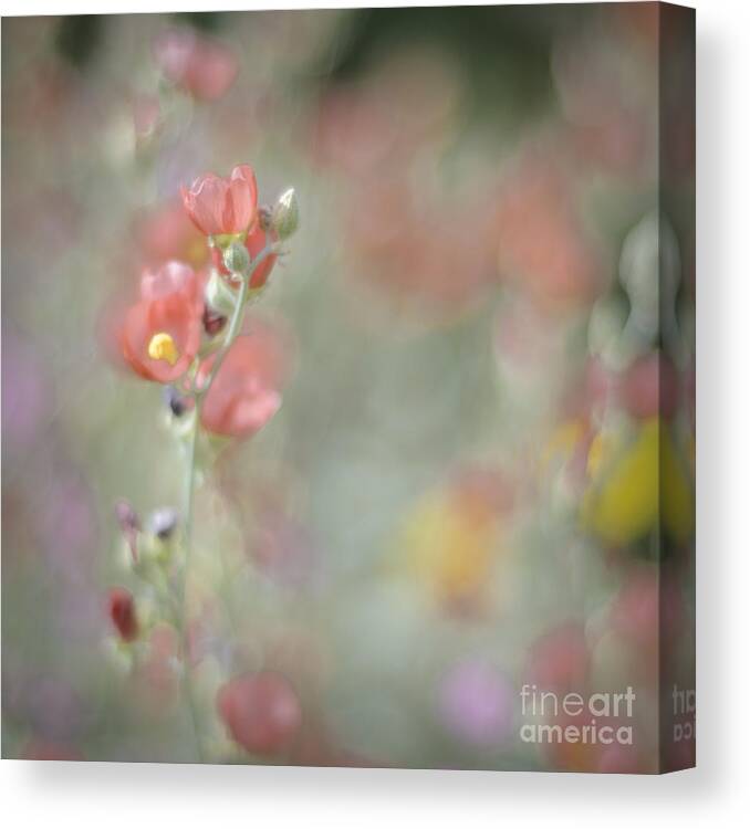 Wildflowers Canvas Print featuring the photograph Globemallow Impressionism by Tamara Becker
