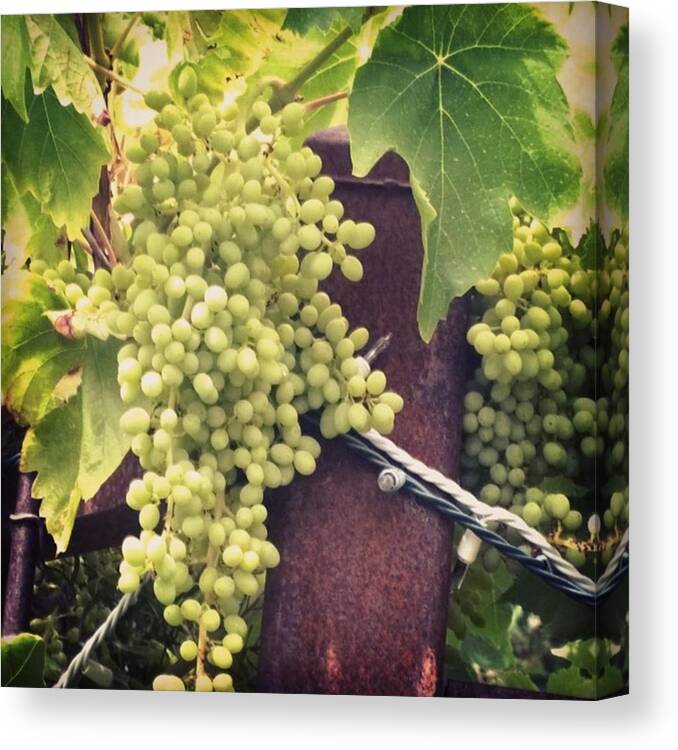 Didisaywine Canvas Print featuring the photograph #wine On The #vine . Love These Little by Shari Warren