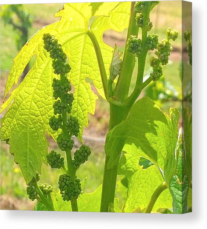 Waitingforharvest Canvas Print featuring the photograph #wine On The #vine 😊 #vineyard by Shari Warren