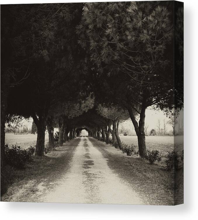 Vendres Canvas Print featuring the photograph Winery Lane by Hugh Smith