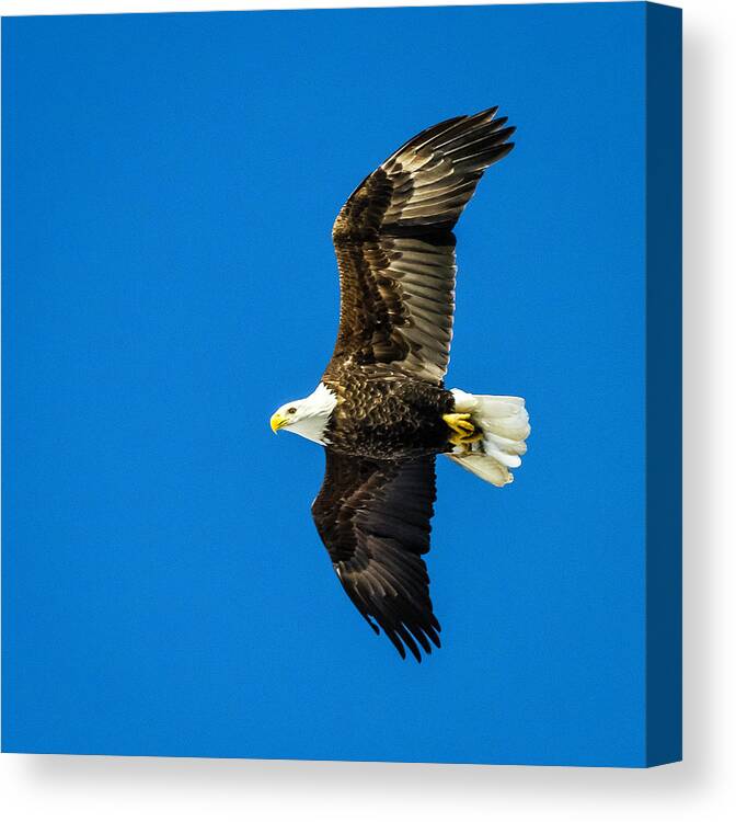 Eagle Canvas Print featuring the photograph Winging Home for Dinner by John Roach