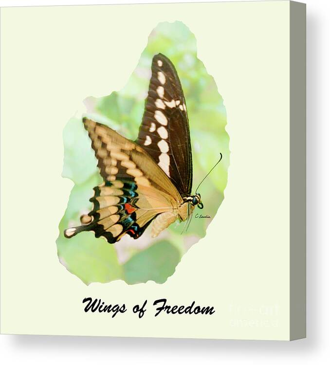 Freedom Canvas Print featuring the photograph Wings of Freedom by Claudia Ellis by Claudia Ellis