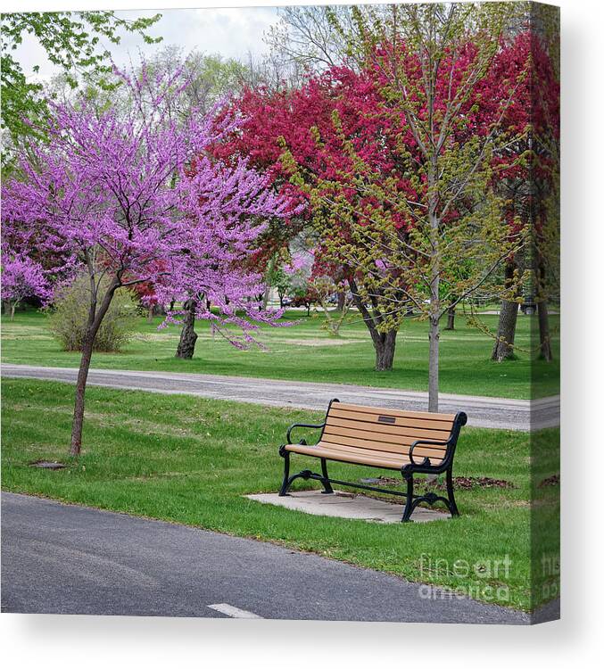 Bench Canvas Print featuring the photograph Winona MN Bench with Flowering Tree by Yearous by Kari Yearous