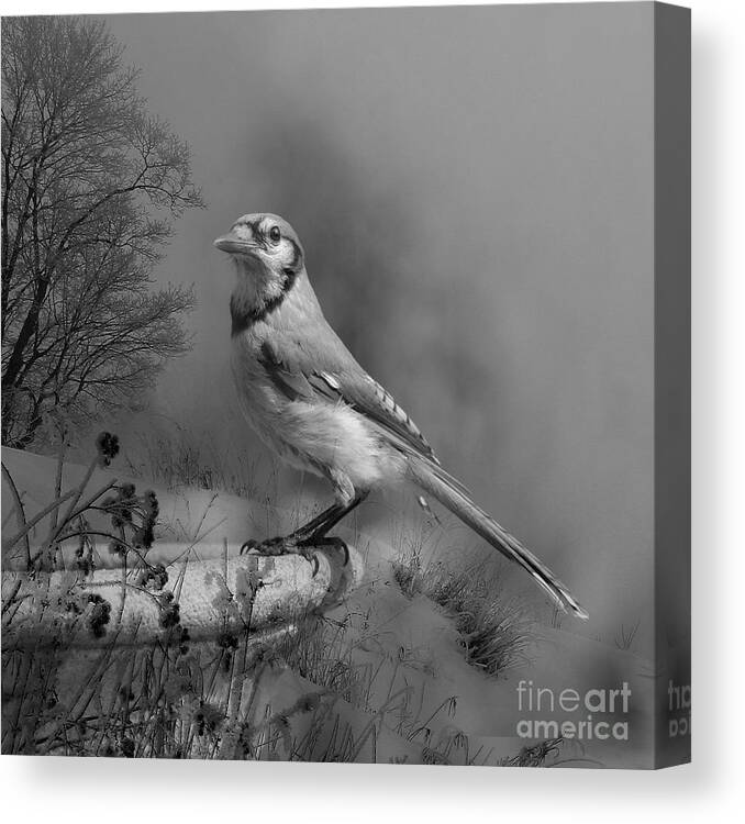Bluejay Canvas Print featuring the photograph Winter Bird by Jan Piller