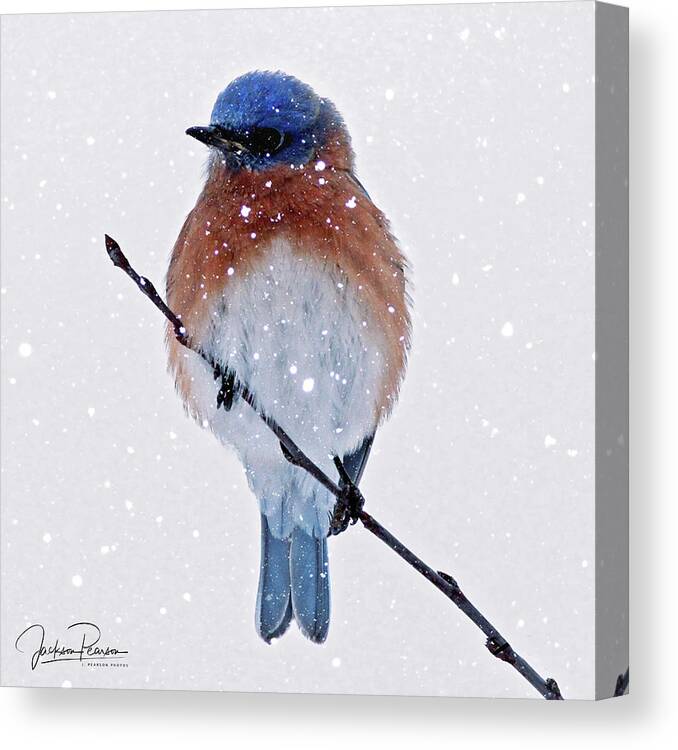 Bluebird Canvas Print featuring the photograph Winter Bluebird by Jackson Pearson