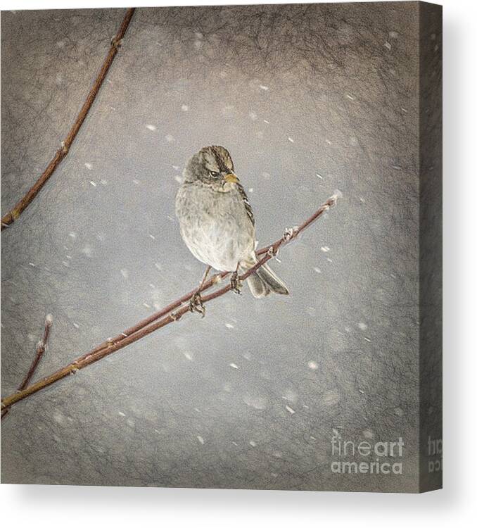Janice Rae Pariza Canvas Print featuring the photograph Winter Branches by Janice Pariza