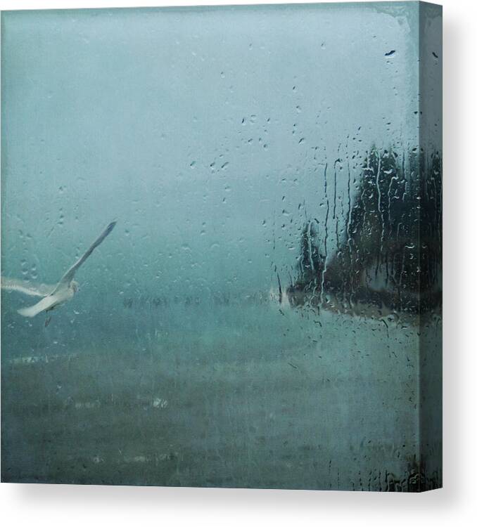 Puget Sound Canvas Print featuring the photograph Winter Flight by Sally Banfill