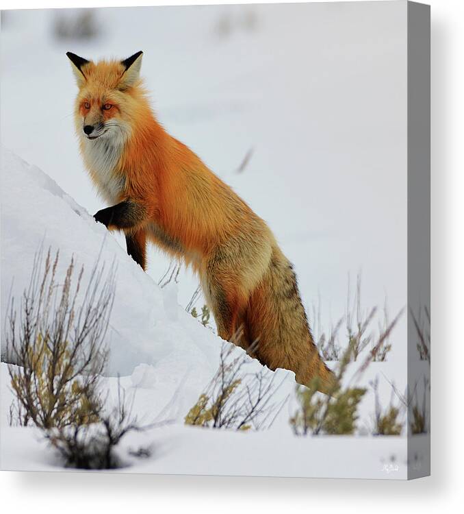 Red Fox Canvas Print featuring the photograph Winter Fox by Greg Norrell