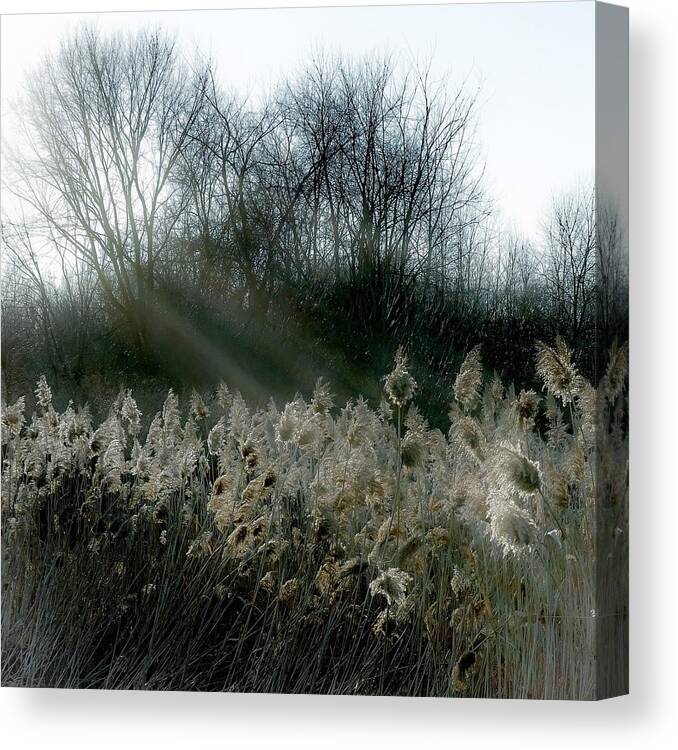  Canvas Print featuring the photograph Winter Fringe by Kendall McKernon