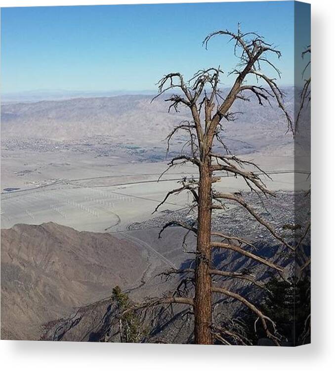 Tree Canvas Print featuring the photograph Winter in the Dessert by Cari Ann Ormsby