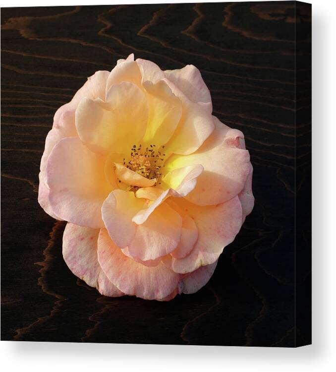 Winter Rose Canvas Print featuring the photograph Winter Salmon Rose on Antique Wood by Kathy Anselmo