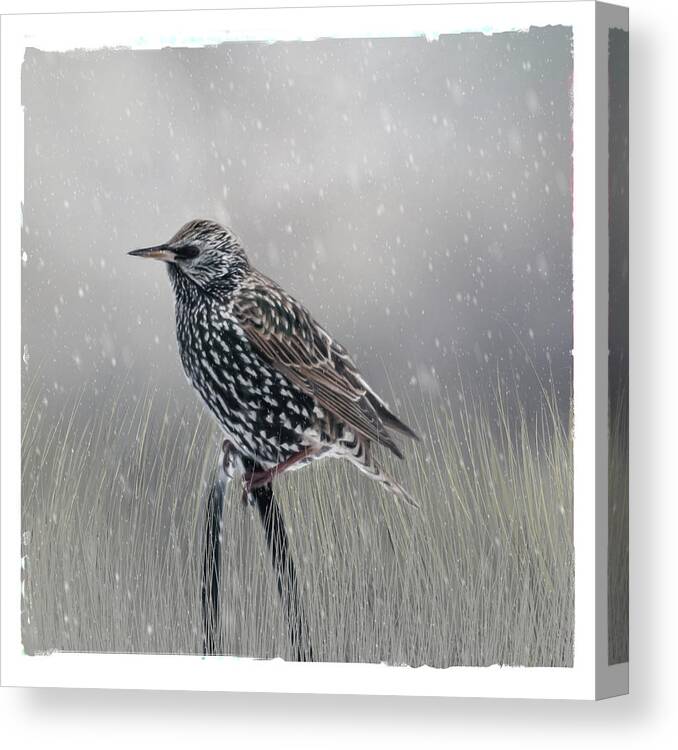 Bird Canvas Print featuring the photograph Winter Starling by Cathy Kovarik