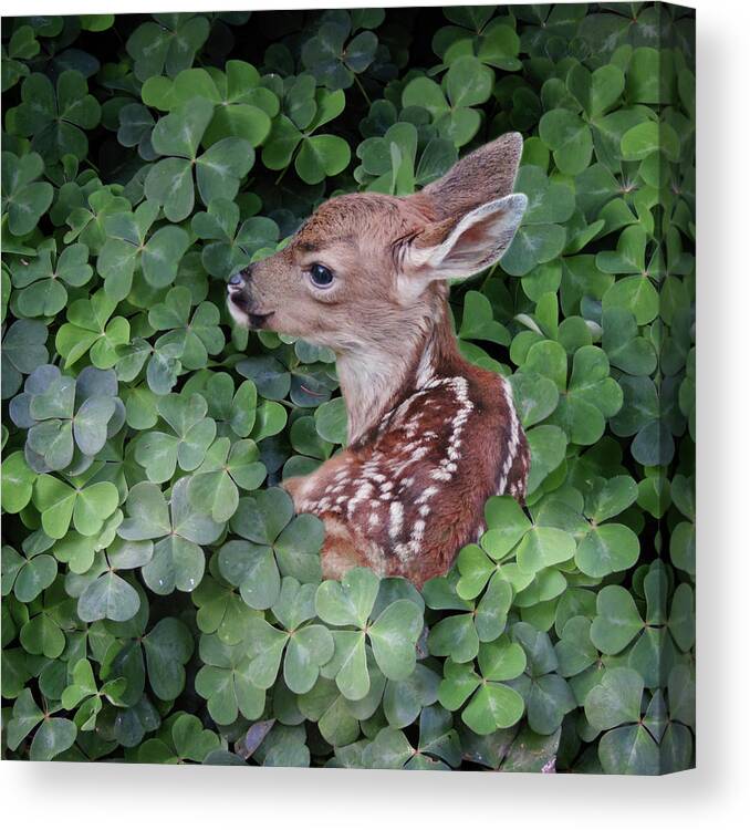 Fawn Canvas Print featuring the photograph Wood Sorrel Blanket by Sally Banfill