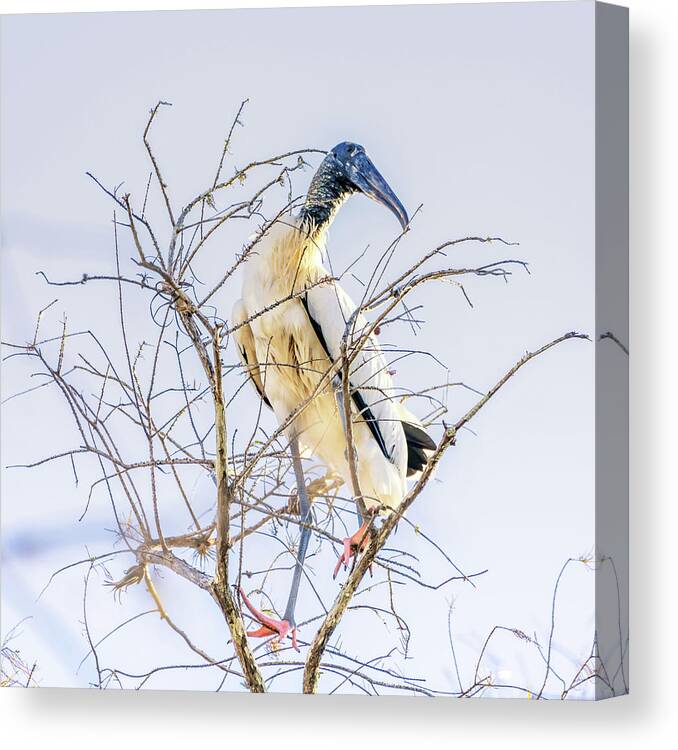 Florida Canvas Print featuring the photograph Wood Stork sitting in a tree by Framing Places