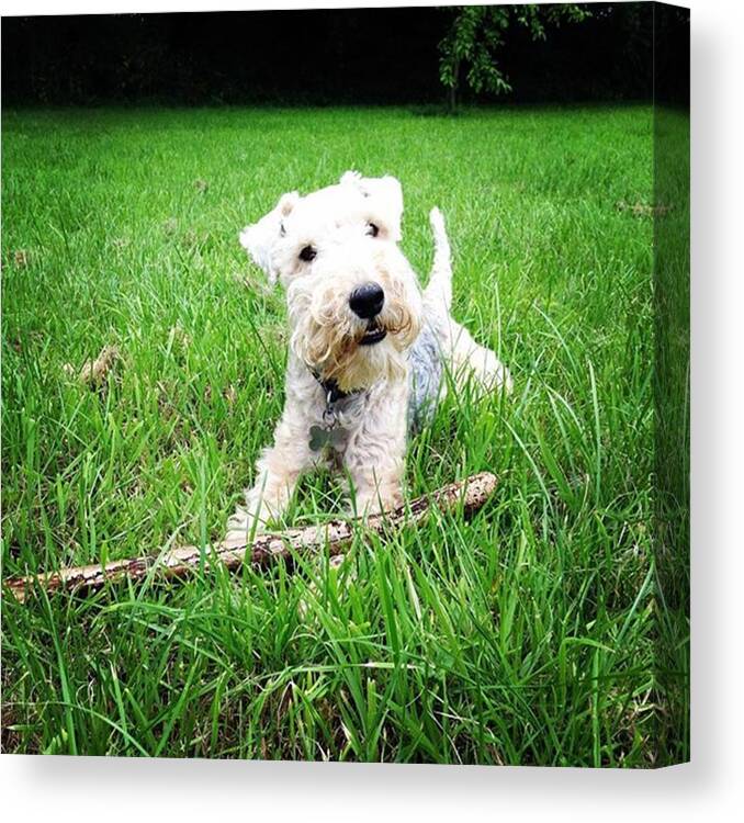 Lakelandterrier Canvas Print featuring the photograph Woof! by Elliot Peet