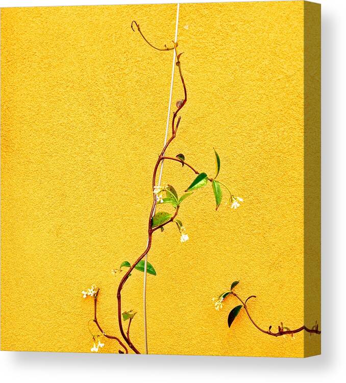  Canvas Print featuring the photograph Yellow #1 by Julie Gebhardt