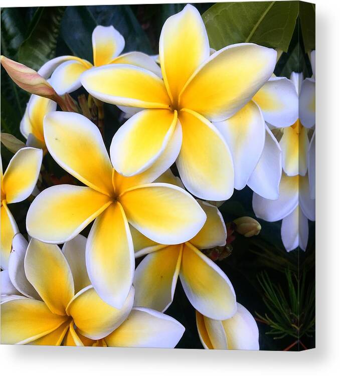 Plumeria Canvas Print featuring the photograph Yellow and White Plumeria by Brian Eberly